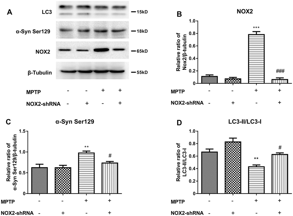 Inhibition of NOX2 increases the protein level of LC3 and decreases α-Syn Ser129 in MPTP-lesioned mCherry-eGFP-tagged mice (A–D). The western blot results showed the protein expression of NOX2 (B), α-Syn Ser129 (C) and LC3-II/LC3-I (D) in the substantia nigra neurons of C57BL/6 mice. The results are expressed as *p **p #p ###p 