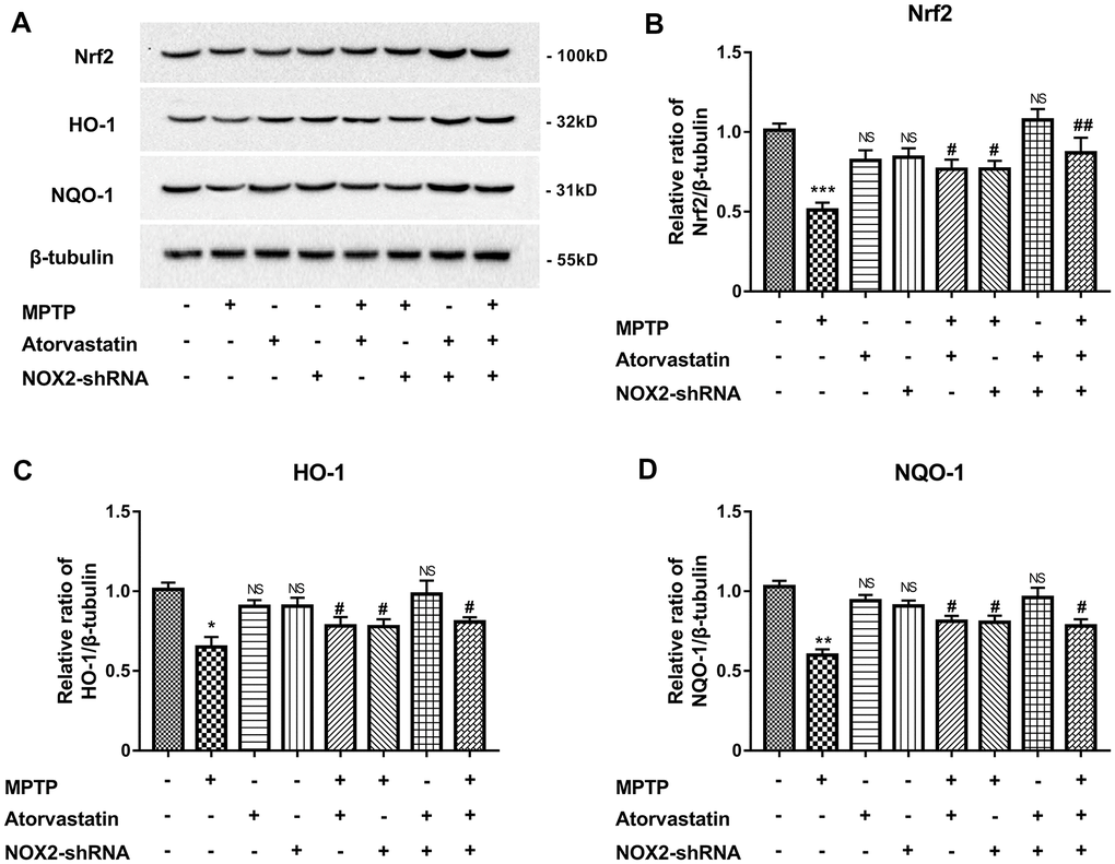 Atorvastatin rescues the expression of antioxidant stress Nrf2, HO-1 and NQO-1 (A–D) by inhibiting NOX2 in MPTP mice. The results are expressed as *p **p ***p #p ##p 