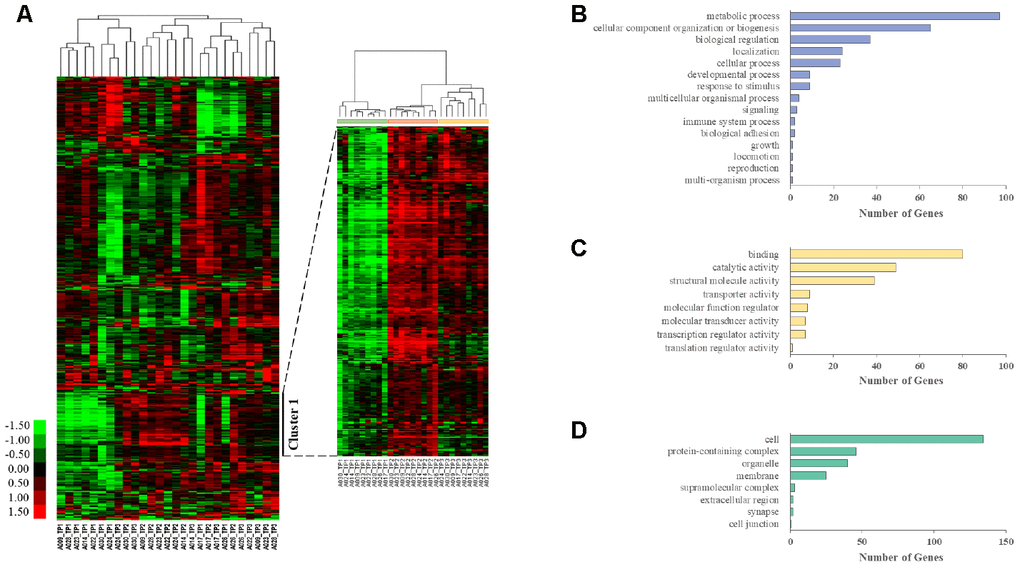 Longitudinal aging-associated global expression profiling. (A) Hierarchical clustering is presented in a matrix format, where each row represents an individual gene and each column represents a different time point in each AGM. Red, high expression; green, low expression. Cluster 1 contains the genes that are highly expressed in TP2 and TP3 compared with those in TP1. PANTHER GO slim enrichment analysis of (B) biological processes (BP), (C) molecular function (MF), and (D) cellular components (CC).