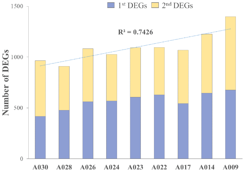 Cumulative individual DEGs in aged AGMs. The number of DEGs increased with chronological age. A030 to A009 were in reverse order of chronological age. A030 was the youngest, while A009 was the oldest.