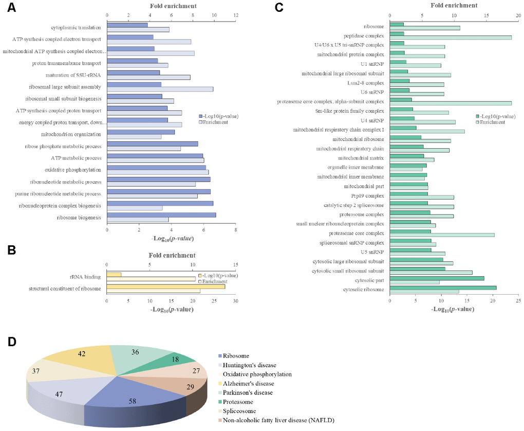 PANTHER GO slim analysis and KEGG pathway analysis of common aging-related DEGs. (A) BP, (B) MF, (C) CC enrichment, and (D) KEGG pathways. Each GO term and KEGG pathway were sorted using the following parameters: –log10(p-value) > 2.5 and enrichment > 5.