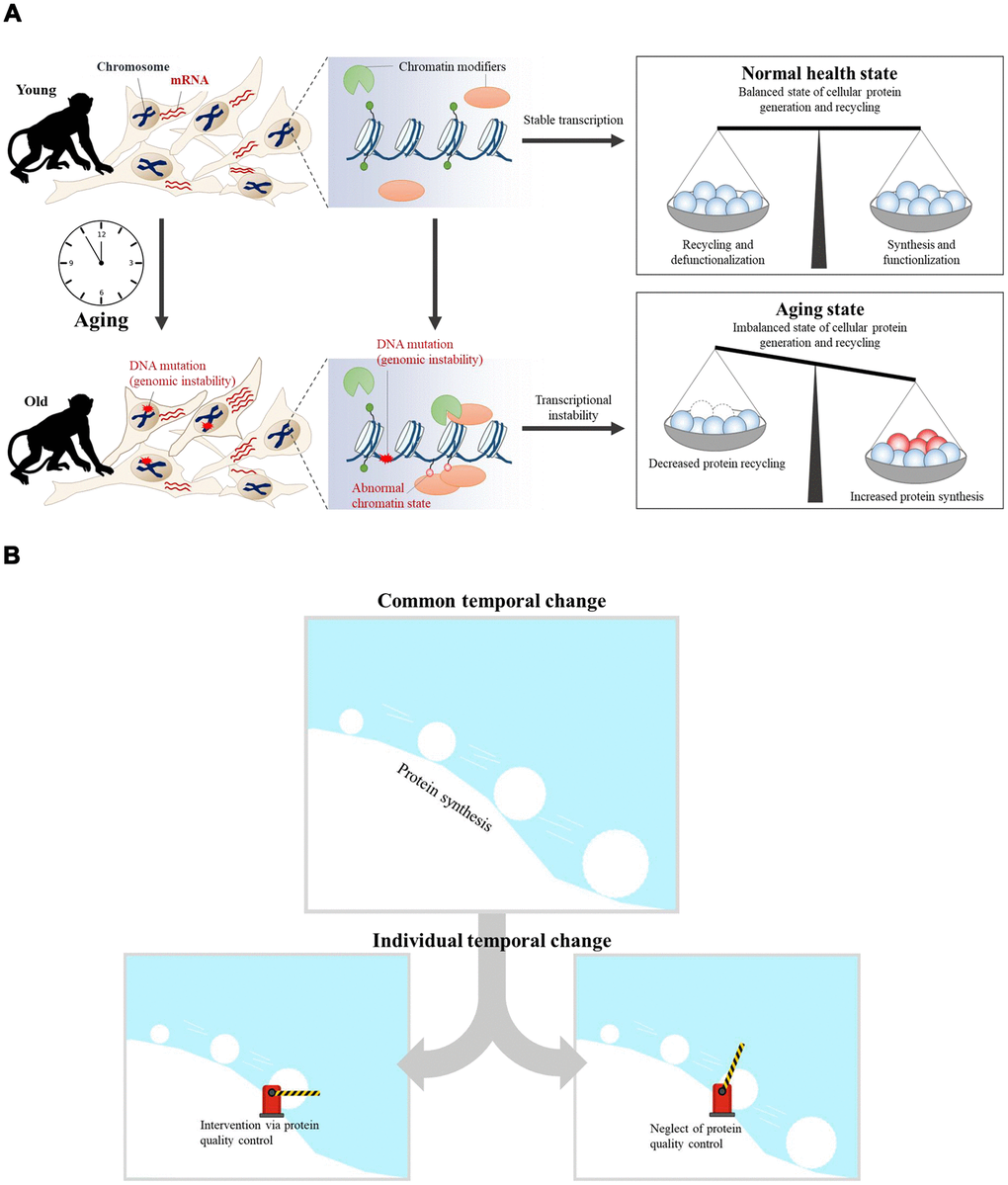 The aging snowball effect model. (A) In the case of young cells, transcriptional programs are tightly controlled by epigenetic regulators. As a result, balanced cellular protein synthesis and recycling are maintained in the ‘normal healthy state.’ However, transcriptional instability increases concomitantly with age. The accumulation of DNA mutations can trigger the recruitment of chromatin modifiers, which results in abnormal chromatin structure and transcriptional instability. Thus, the ‘aged state’ becomes an imbalanced state wherein cellular protein synthesis and recycling are dysregulated. (B) Aging is the result of accumulated dysregulation and damage that results in a “snowball” effect. Accumulated dysregulation and damage is promoted by upregulated protein synthesis during aging. Upregulated protein synthesis has an increasingly greater impact on cellular aging, similar to a snowball rolling down a hill. Individual aging processes could be affected by targeting protein quality control systems, provided that this is the common aging process.