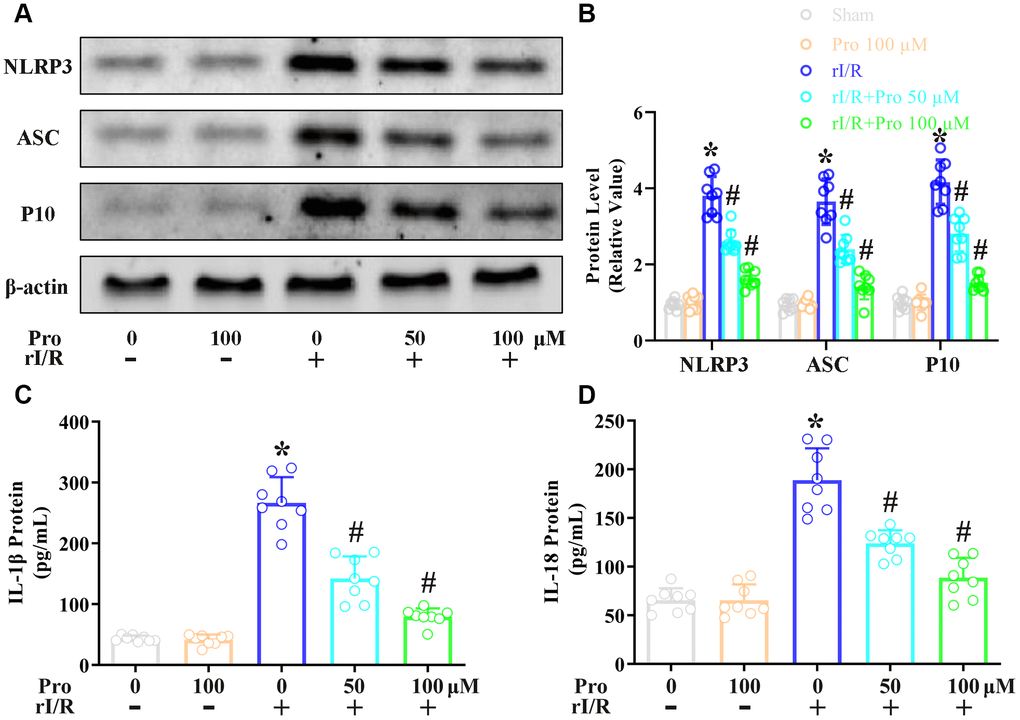 Propofol reduces the rI/R-induced release of pyroptotic proteins and inflammatory cytokines in rat alveolar macrophages. NR8383 cells were incubated with serum from sham or rI/R rats, with or without propofol (50 or 100 μM) for 24 h. (A, B) Western blotting was used to determine the levels of cleaved caspase 1 (P10), ASC and NLRP3. (C, D) ELISAs were used to determine the protein levels of IL-1β and IL-18 (*P #P 