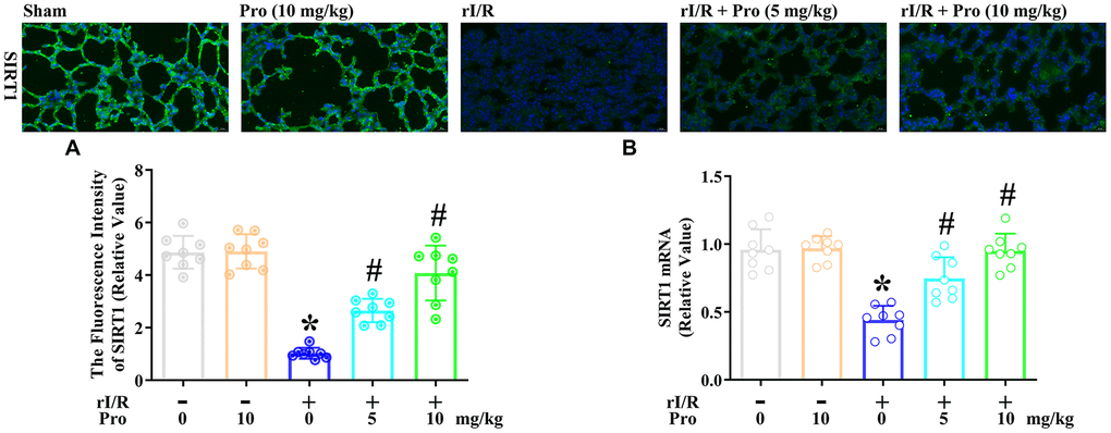 Propofol inhibits the rI/R-induced downregulation of SIRT1 in the lungs of rats. Rats were subjected to rI/R, with or without propofol (5 or 10 mg/kg) treatment for 24 h. (A) Immunofluorescence analysis was used to measure the fluorescence intensity of SIRT1. (B) Real-time PCR was used to measure the mRNA expression of SIRT1 (*P #P 