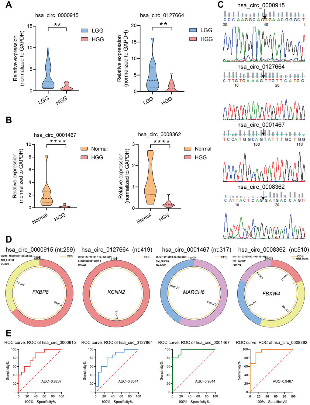 Verification of circRNA expression using qRT-PCR. (A, B) To confirm the downregulation of four circRNAs observed in circRNA-seq data, hsa