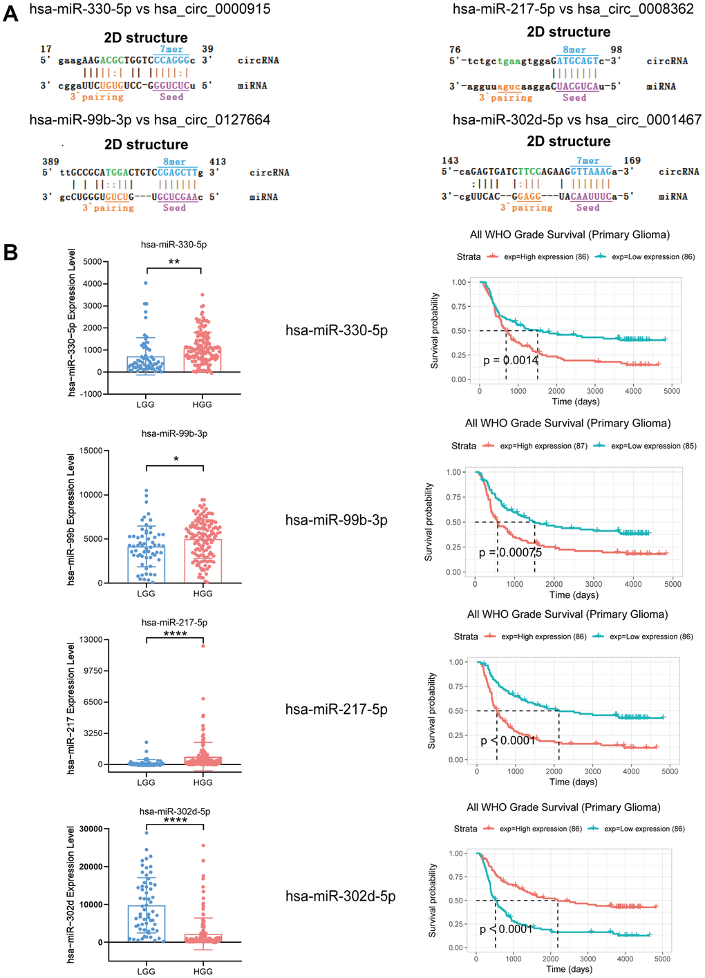 Expression and survival analysis of 4 target miRNAs and sequence analysis. (A) Sequence analysis results for MREs of identified circRNAs and target miRNAs. (B) In comparison to LGG patients, hsa-miR-330-5p, hsa-miR-99b-3p and hsa-miR-217-5p were upregulated in HGG, but hsa-miR-302d-5p was downregulated. Survival analysis of 4 target miRNAs. *p 