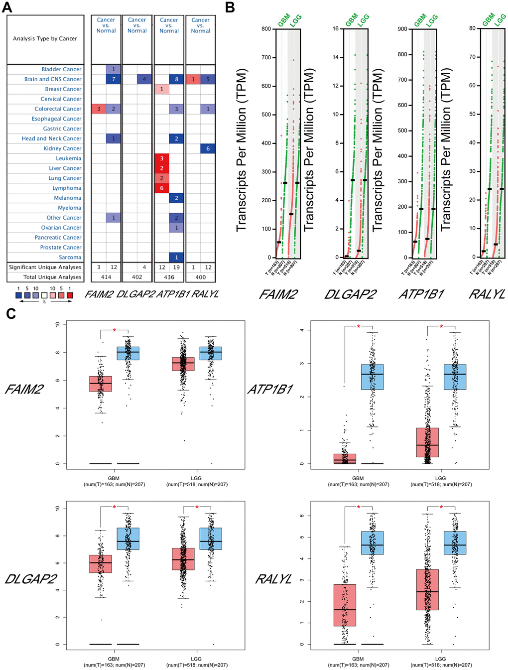 The expression levels of target mRNAs. (A) The expression levels of FAIM2, DLGAP2, ATP1B1 and RALYL in multiple cancers using ONCOMINE databases. (B, C) The expression levels of FAIM2, DLGAP2, ATP1B1 and RALYL in GBM and LGG using GEPIA databases.