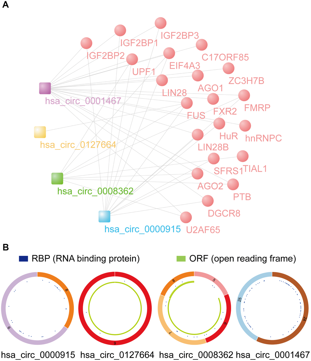 Prediction of RBP binding and m6A modification functions of selected circRNAs. (A) RBP binding to 4 identified circRNAs was predicted by CSCD data. (B) The structural patterns of 4 circRNAs analyzed using the CSCD database. All four circRNAs were searchable in the CSCD database. The RBP, and ORF information is shown.