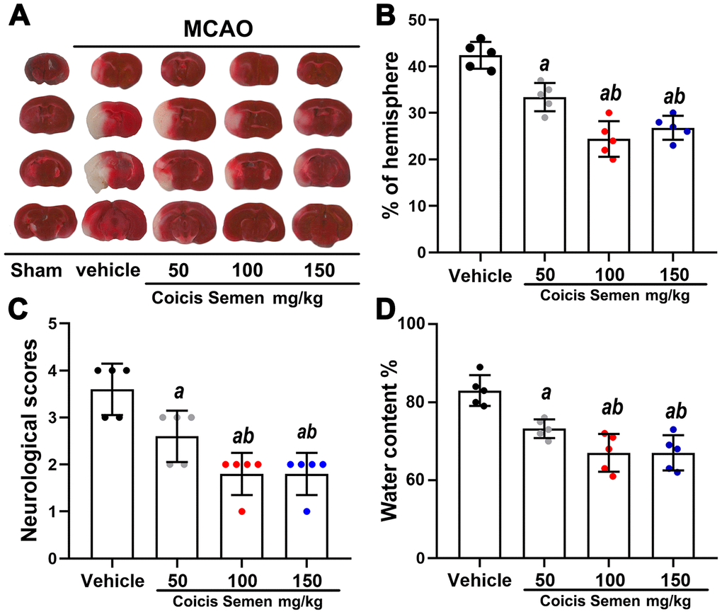 Coicis semen treatment reduced the infarct volume, improved neurological function and decreased the brain water content in MCAO mice. (A) TTC staining of brain sections from vehicle- or Coicis Semen-treated mice taken at 3 days poststroke. (B, C, D) Effects of Coicis Semen at different concentration on infarct volume, neurological score and brain water content in mice at 3 days poststroke. Mean ± SD. n = 5. aP bP 