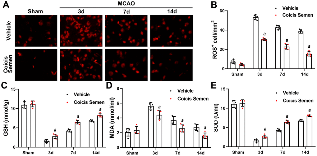 Coicis semen treatment reduced oxidative stress levels after ischemic stroke. (A) Changes in the production of ROS were revealed by DHE staining. Scale bar =50 μm. (B) Quantification of ROS-positive cells in the brain. n = 5, aP t-test. (C, D, E) The levels of GSH, MDA and SOD were quantified by using commercial kits. Mean ± SD. n = 5. aP t-test.