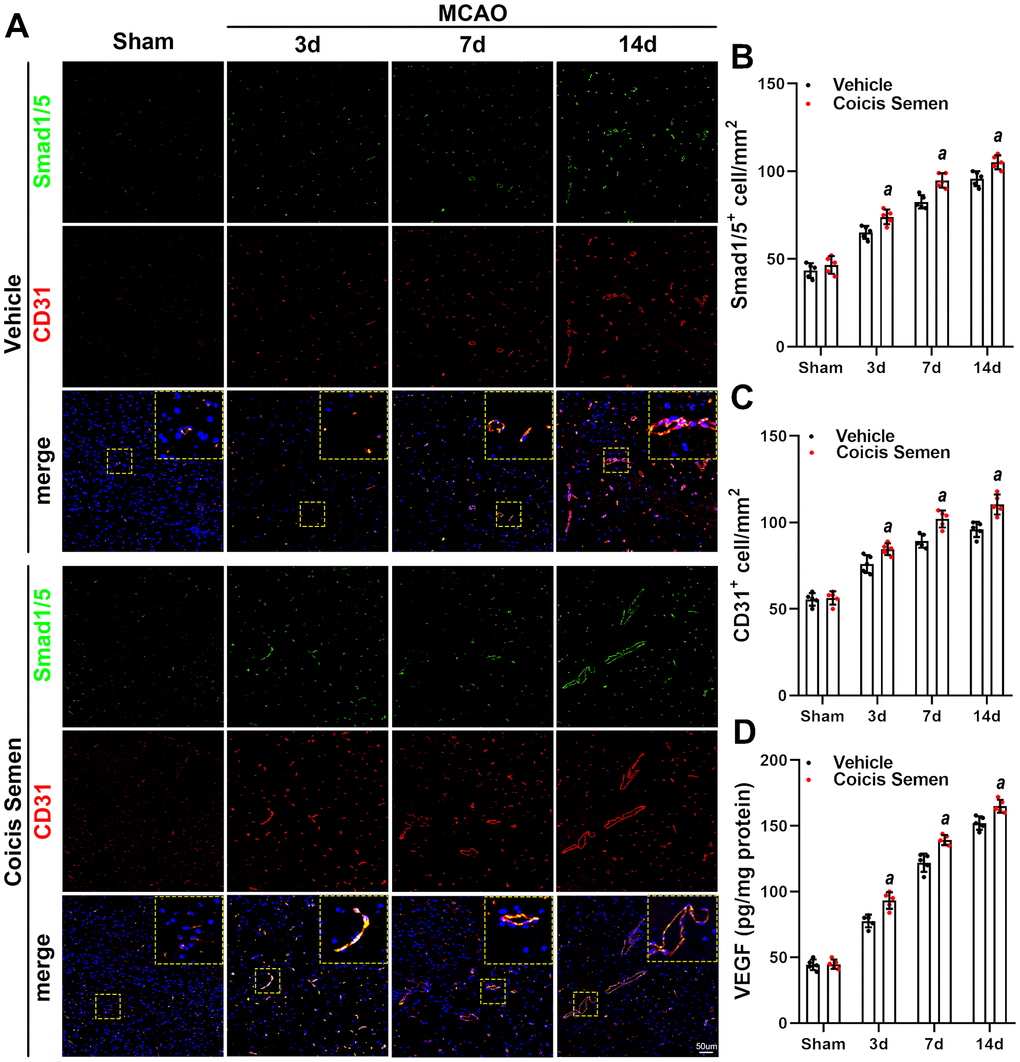 Coicis semen promoted angiogenesis after ischemic stroke. (A) Images showing CD31 detection in the ischemic penumbra via immunofluorescent staining and counterstaining with DAPI. (B) Quantification of CD31-positive cells in the ischemic penumbra. (C) VEGF levels were detected by ELISA. Mean ± SD. n = 5. aP t-test.