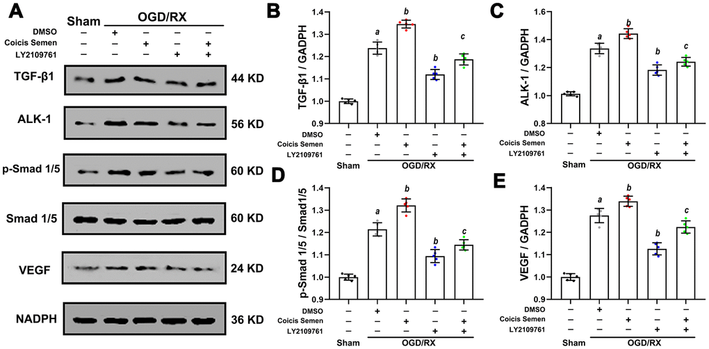 Coicis semen promoted angiogenesis in HUVECs after OGD/RX through upregulation of the TGF-β1-ALK1-Smad1/5 signaling pathway. (A) Representative western blots showing TGF-β1, ALK1, Smad1/5, p-Smad1/5 and VEGF. Quantitative analysis of TGF-β1 (B), ALK1 (C), p-Smad1/5 (D), and VEGF (E) protein expression levels in HUVECs after OGD/RX. Mean ± SD. n = 8. aP bP cP 