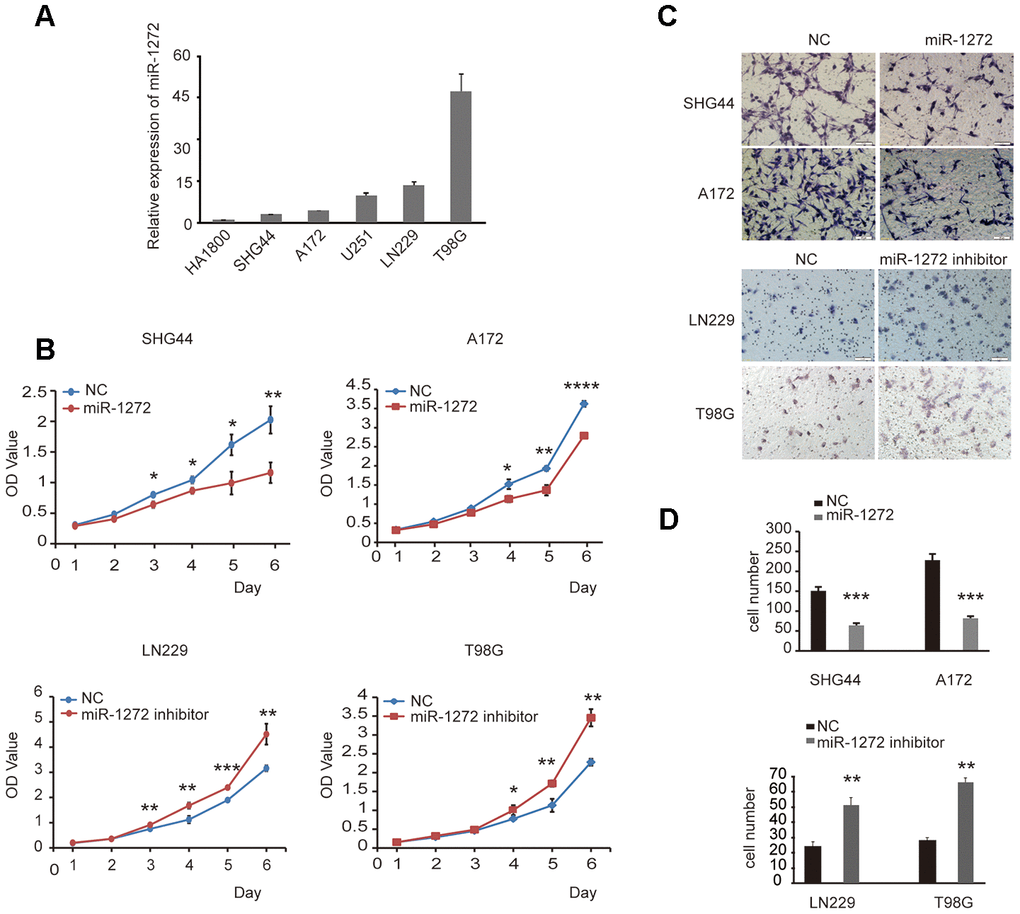 MiR-1272 prohibits tumor proliferation and migration in glioma cells. (A) The expression of miR-1272 in HA1800, SHG44, A172, U251, LN229, and T98G cell lines was detected by qPT-PCR. (B) CCK-8 assay was applied to explore the effects of miR-1272 on the proliferation of glioma cells transfected with miR-1272 mimic or inhibitor. (C and D) Ectopic expression of miR-1272 inhibited the migration of glioma cells. Error bars represent mean ± SEM. NC, negative control. * p 