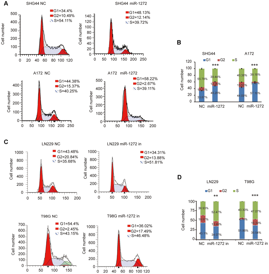 Cell cycle arrest is induced by miR-1272 in glioma cells. (A and B) MiR-1272 induced glioma cell cycle arrest, as assessed by flow cytometry analysis. (C and D) Flow cytometry was used to detect the cell cycle distribution of LN229 and T98G cells with or without miR-1272 knockdown. Error bars represent mean ± SEM. Statistical results of G1 phase were marked with asterisks. ** p 