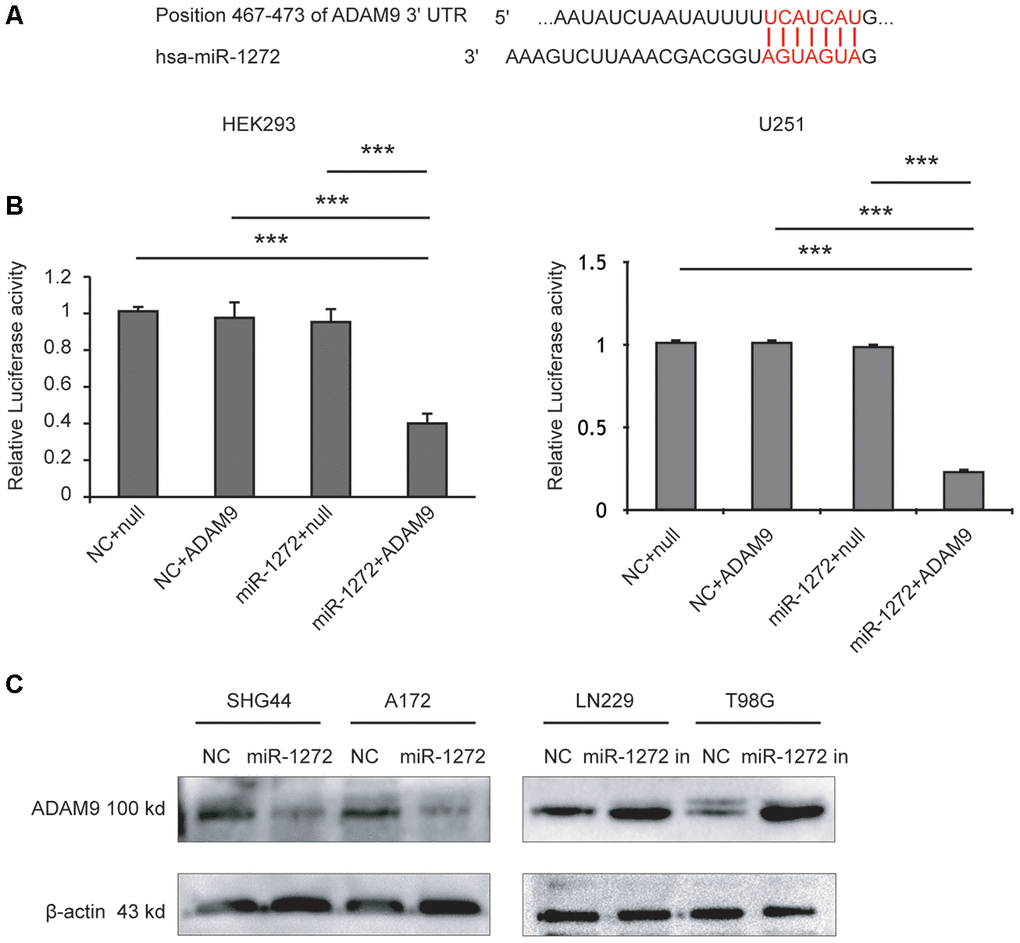 MiR-1272 directly targets ADAM9 and regulates its expression in vitro. (A) The binding sites of miR-1272 and ADAM9. (B) Luciferase activities decreased upon transfection with miR-1272 and ADAM9 3'-UTR luciferase reporter vector in HEK-293 and U251 cells. (C) MiR-1272 regulated the protein expression of ADAM9 detected by western blotting. Null, psiCHECKTM-2 report plasmid without ADAM9 3'-UTR. Error bars represent mean ± SEM. *** p 