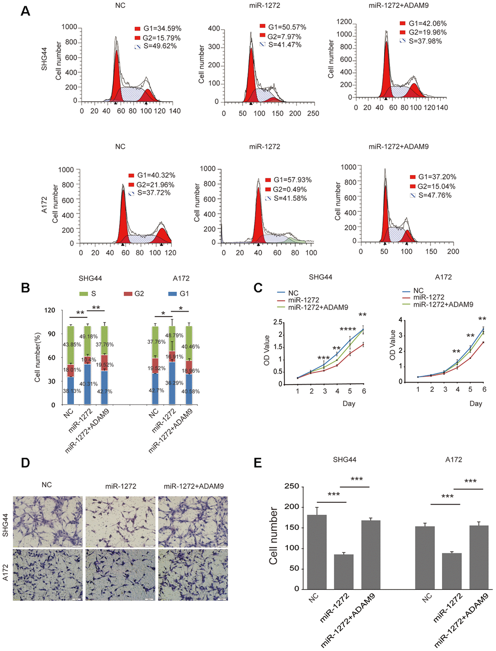 Ectopic expression of ADAM9 abolishes miR-1272-induced anti-tumor effects on glioma cell behaviors. (A) ADAM9 re-shaped the glioma cell cycle distribution induced by miR-1272, as assessed with flow cytometry. (B) Statistical diagram of the cell cycle results. Statistical results of G1 phase were marked with asterisks. (C) Restoration of ADAM9 reversed miR-1272-induced effects on cell proliferation in glioma cells, as assessed by proliferation assay. (D) ADAM9 abolished miR-1272-induced inhibition of cell migration, as assessed by Transwell assay. (E) Statistical diagram of the migration results. Error bars represent mean ± SEM. * p 