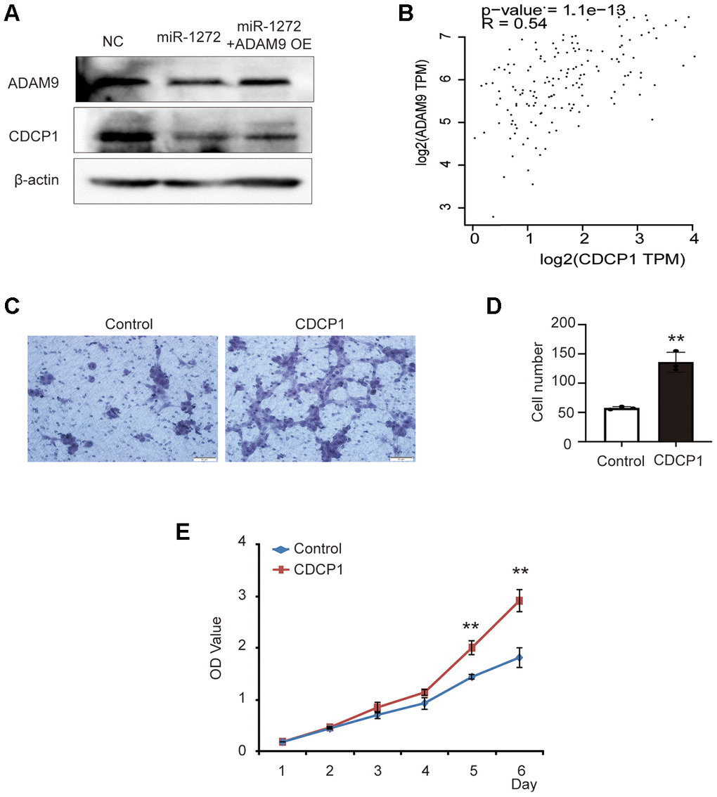 MiR-1272 functions as a glioma repressor through the ADAM9-CDCP1 pathway. (A) Relative expression of ADAM9 and CDCP1 in glioma cells transfected with miR-1272 mimic, as assessed by western blotting. (B) Correlation analysis between ADAM9 expression and CDCP1 expression in glioma. (C) The effect of CDCP1 on the migration ability of SHG44 cells was evaluated by Transwell assay. (D) Statistical diagram of the migration results. (E) The CCK8 assay was employed to detect the effect of CDCP1 on the proliferation of SHG44 cells. Error bars represent mean ± SEM. ** p 