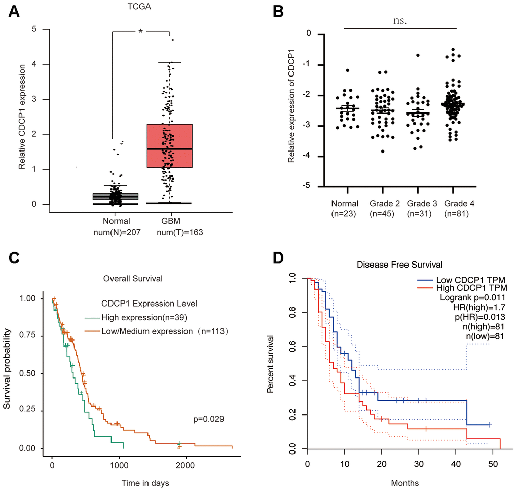 CDCP1 acts as a novel oncogene and is correlated with glioma prognosis. (A) The expression level of CDCP1 in glioma tissues and normal tissues. (B) CDCP1 expression patterns in patients with different glioma grades. (C and D) The association between CDCP1 expression and glioma prognosis was evaluated by overall survival analysis (C) or disease-free survival analysis (D). n.s, not significant. Error bars represent mean ± SEM. * p 