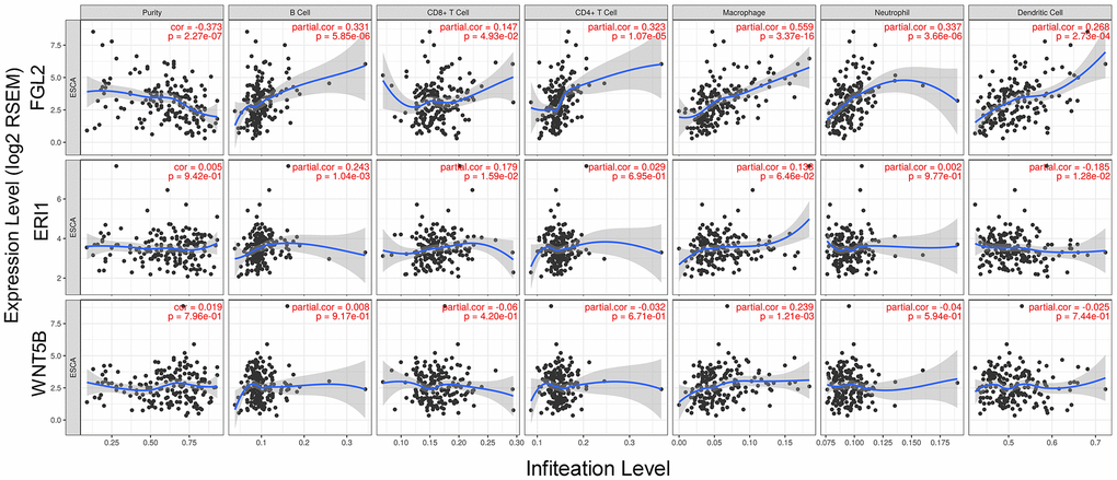 Correlation of FGL2, ERI1 and WNT5B levels with infiltrating immune cell levels in ESCA. FGL2 expression exhibited a significant negative correlation with ESCA tumor purity, and significant positive correlations with the infiltrating levels of B cells, CD8+ T cells, CD4+ T cells, macrophages, neutrophils and DCs. ERI1 and WNT5B expression did not correlate significantly with ESCA tumor purity. ERI1 expression correlated weakly with the infiltrating levels of B cells, CD8+ T cells and DCs. WNT5B expression only correlated weakly with macrophage levels. P 