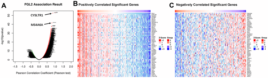 Correlations between the levels of FGL2 and other genes in ESCA using LinkedOmics. (A) Pearson’s test was used to analyze the correlations between the levels of FGL2 and other genes in ESCA tissues. (B, C) Heatmaps showing the top 50 genes that correlated positively and negatively with FGL2 in ESCA. Positively correlated genes are indicated in red, while negatively correlated genes are shown in blue.