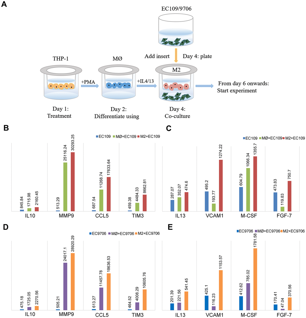 Identification of cytokines with significantly different levels in ESCC cells co-cultured with macrophages. (A) Schematic of the process of co-culturing macrophages and ESCC cells (EC109 and EC9706). (B, C) The levels of IL-10, MMP9, CCL5, TIM-3, IL-13, VCAM1, M-CSF and FGF-7 in EC109 cells cultured alone, co-cultured with M0 macrophages or co-cultured with M2 macrophages. (D, E) The levels of IL-10, MMP9, CCL5, TIM-3, IL-13, VCAM1, M-CSF and FGF-7 in EC9706 cells cultured alone, co-cultured with M0 macrophages or co-cultured with M2 macrophages. MØ, M0 macrophages; M2, M2-like TAMs.