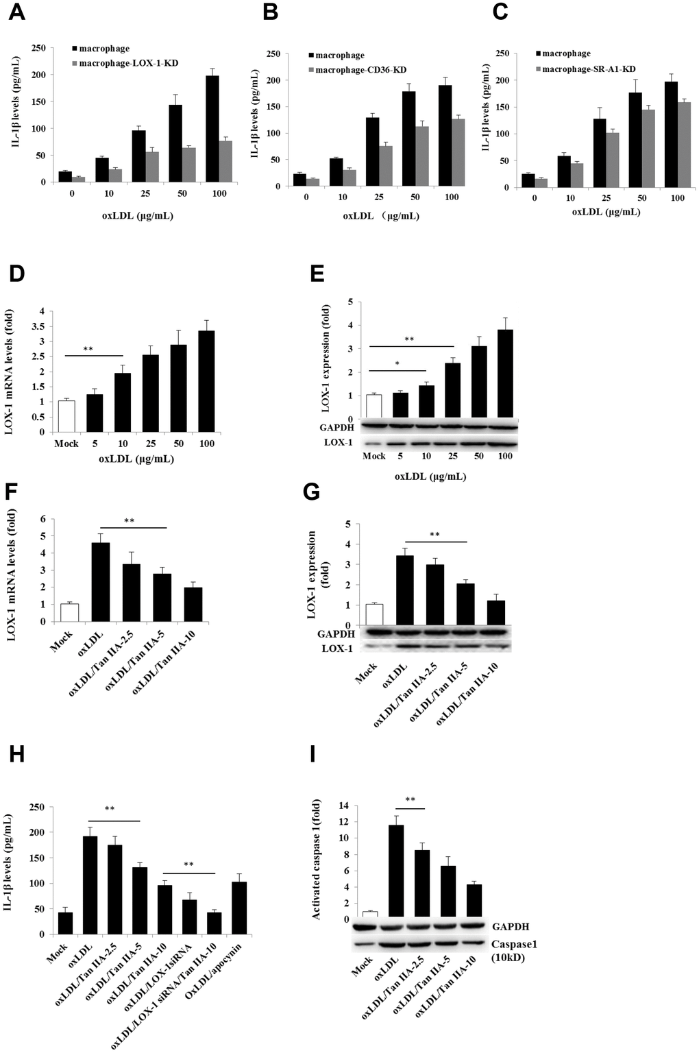 Effects of the LOX-1, CD36 and SR-A1 siRNAs on oxLDL-induced IL-1β productions and effects of oxLDL and Tan IIA on LOX-1 expression and LOX-1-mediated caspase-1activation/IL-1β release. (A–C) Effects of lentivirus-mediated LOX-1, CD36 and SR-A1 siRNAs (MOI = 30) on oxLDL-induced IL-1β productions in mouse macrophages measured by ELISA. (D, E) Effects of oxLDL on LOX-1 expression in macrophages measured by qRT-PCR and Western blot, respectively. (F, G) Effects of Tan IIA on oxLDL-induced LOX-1 expression determined by qRT-PCR and Western blot, respectively. (H) Effects of Tan IIA on oxLDL-induced LOX-1-mediated IL-1β expression in macrophages. (I) Effects of Tan IIA on oxLDL-induced LOX-1-mediated caspase-1 activation in macrophages.