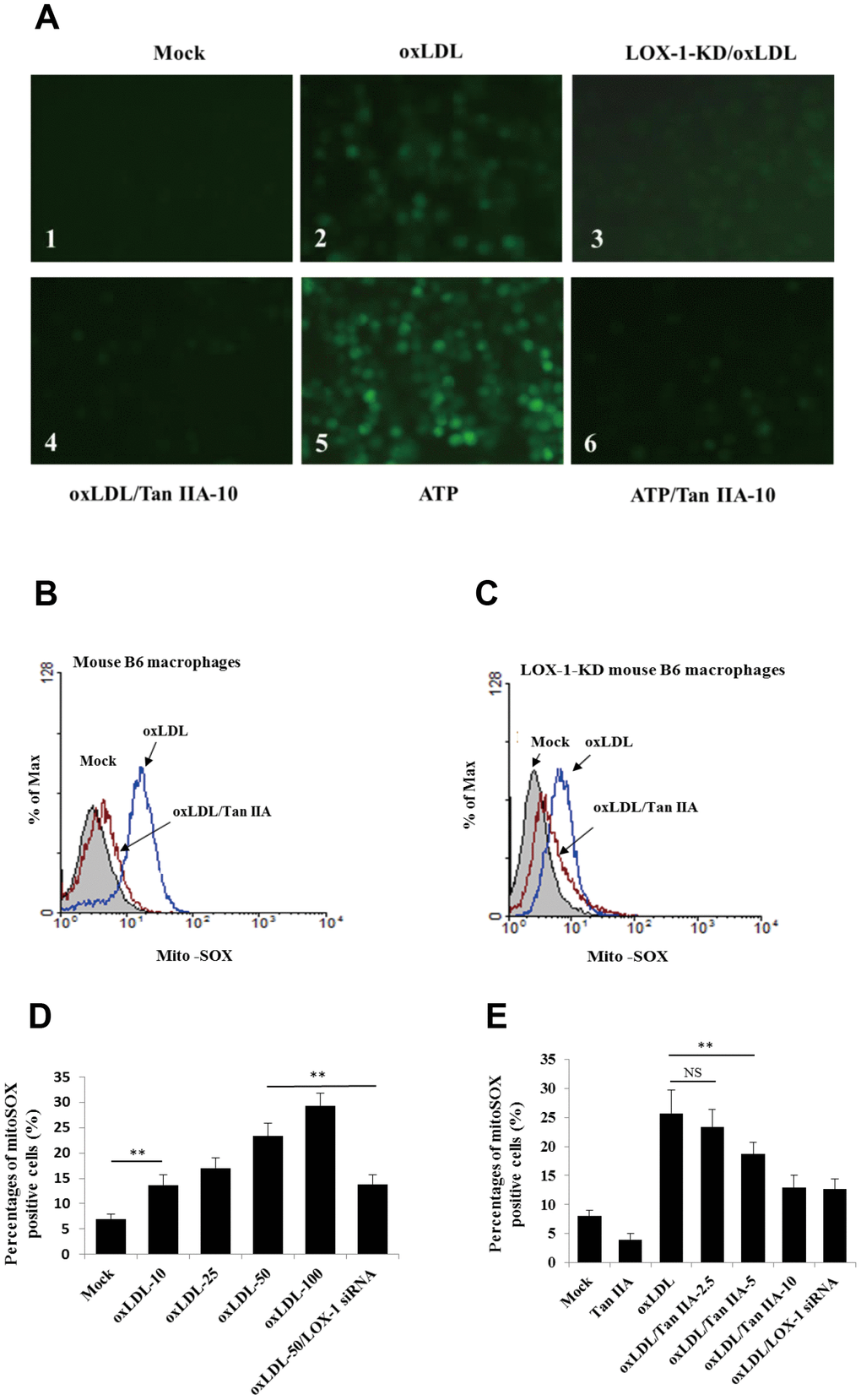Tan IIA inhibits oxLDL-induced LOX-1-mediated ROS production and mitochondrial damage in macrophages. (A) Oxidized LDL induction and Tan IIA inhibition on ROS generation detected using ROS fluorescence detector DCFH-DA (ATP treatment as a positive control). (B, C) Oxidized LDL induction and Tan IIA inhibition on mito-ROS production detected with MitoSOX (Invitrogen) using a flow cytometer in mouse B6 macrophages and LOX-1-KD B6 macrophages, respectively. (D) Mito-ROS production in the B6 macrophages induced by oxLDL at the different doses (0, 10, 25, 50, 100 μg/mL).