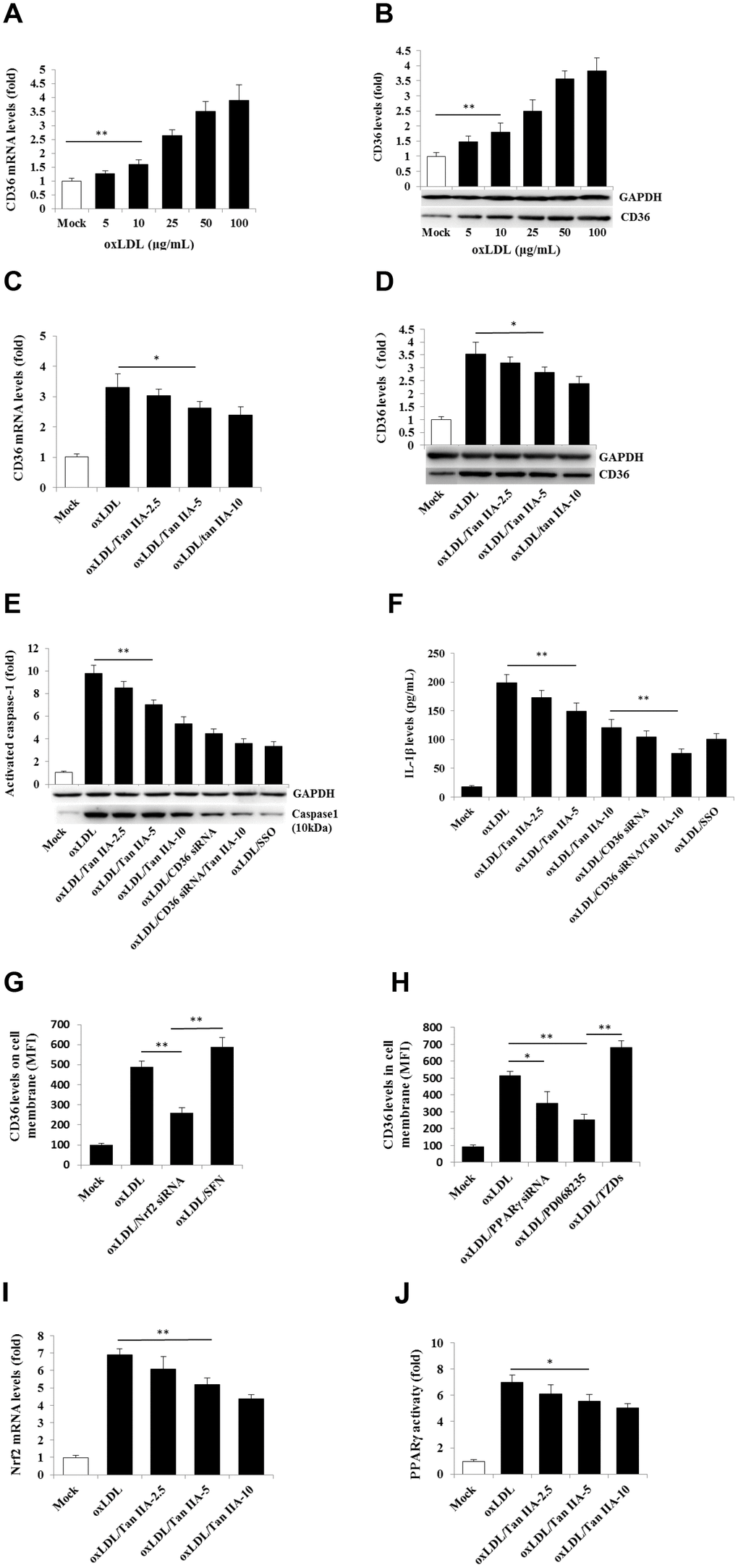 Tan IIA inhibits oxLDL-induced CD36 expression by inhibiting Nrf2 expression and PPARγ activity. (A, B) Effects of oxLDL on CD36 expressions at mRNA levels measured by qRT-PCR and protein levels detected by Western blot in macrophage, respectively; GAPDH, glyceraldehyde-3-phosphate dehydrogenase as an internal control. (C, D) Effects of Tan IIA on oxLDL-induced CD36 expressions at mRNA levels and protein levels in macrophages, respectively. (E) Effects of Tan IIA on oxLDL-induced caspase-1 activation in the cells detected by Western blot. (F) Effects of Tan IIA on oxLDL-induced IL-1β productions measured by ELISA in macrophages. (G, H) Effects of Nrf2 and PPARγ gene knockdown by siRNA on CD36 expression on the cell membrane, respectively, detected by flow cytometry, presented by mean fluorescence intensity (MFI). (I, J) Effects of Tan IIA on oxLDL-mediated Nrf2 expression measured by RT-PCR and oxLDL-mediated PPARγ activity measured by a commercial kit in the cells.