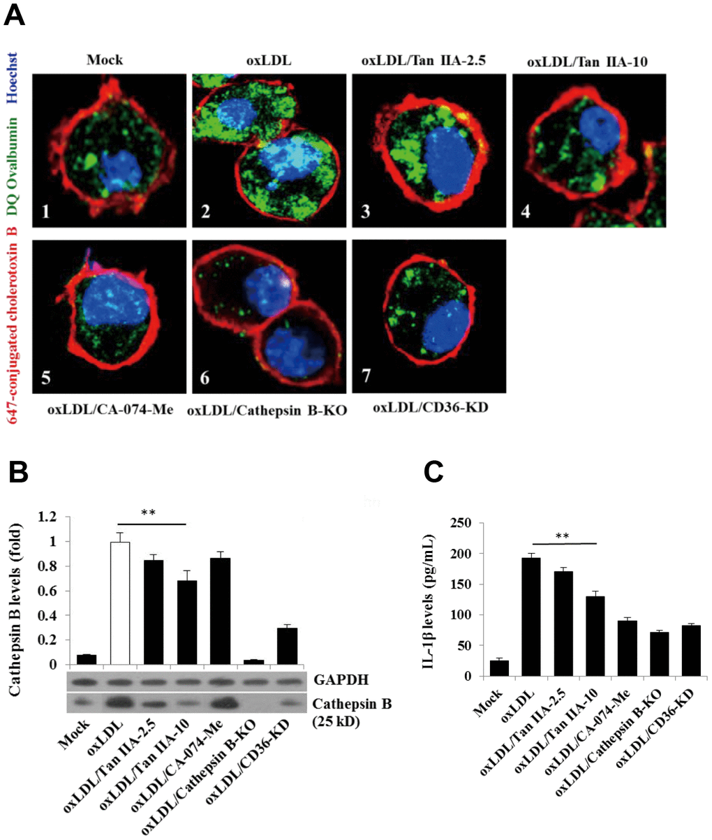 Tan IIA inhibits oxLDL-induced macrophage lysosomal damage and cathepsin B release. (A) Fluorescence confocal assay for oxLDL-induced cathepsin B release from lysosome of mouse B6 macrophages or cathepsin B-/- B6 macrophages under the different treatments, respectively. The cells were treated with oxLDL (50 μg/mL) alone (2), oxLDL plus 2.5 μg/mL Tan IIA (3), oxLDL plus 10 μg/mL Tan IIA (4) and oxLDL plus Cathepsin B inhibitor CA-074-Me (5). The Cathepsin B-/- mouse macrophages (6) were treated with oxLDL alone. The small interfering RNA-mediated CD36 silenced-mouse B6 macrophages (7) were treated with oxLDL alone. All the cells were stained with Alexa 647-conjugated cholera toxin B (membrane staining, red), and then with DQ ovalbumin (cathepsin B staining, green) and Hoechst dye (nuclei staining, blue) after saponin treatment. (B) Western blot detection for Cathepsin B releases from cytosol of oxLDL-induced B6 macrophages or cathepsin B-/- B6 macrophages treated with digitonin and phenylmethylsulfonyl fluoride (PMSF). (C) ELISA assay for oxLDL-induced Il-1β releases from mouse B6 macrophages or cathepsin B-/- B6 macrophages under the different treatments.