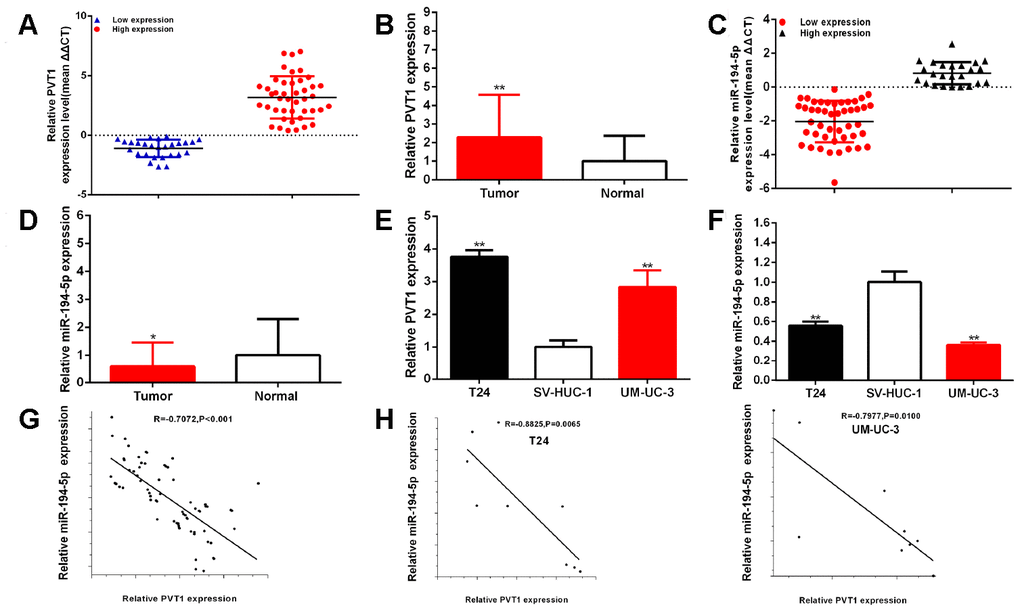 PVT1 is up-regulated and miR-194-5p is down-regulated in BC samples and cells. The relative expression patterns of PVT1 (A, B) and miR-194-5p (C, D) in paired BC tissues and normal tissues, and in BC cells (T24 and UM-UC-3) and SV-HUC-1 (E, F) were shown. PVT1 expression levels were statistically correlated with miR-194-5p expression levels in bladder tissues and cells (G, H). (*P 