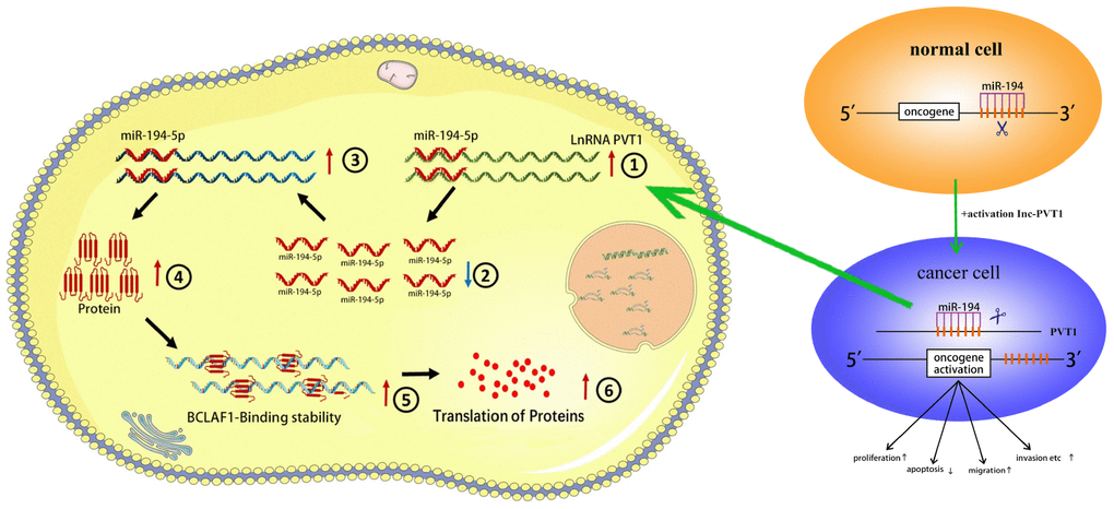 The schematic diagram of the oncogenic role of PVT1 in BC cells. PVT1 functions as a miRNA sponge to positively regulate the expression of BCLAF1 through sponging miR-194-5p and subsequently promotes malignant phenotypes of BC cells, and thus it plays an oncogenic role in BC pathogenesis.