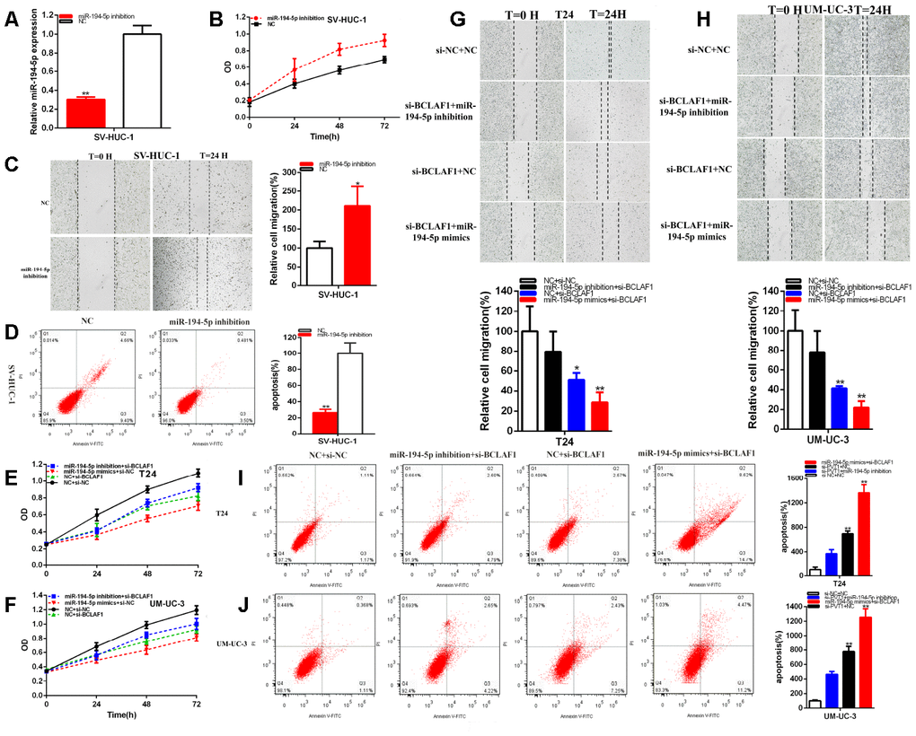 MiR-194-5p positively regulates BCLAF1 expression. The relative expression level of miR-194-5p was reduced by miR-194-5p inhibitor in SV-HUC-1 (A). Cell proliferation was detected in SV-HUC-1 after transfection of miR-194-5p inhibitor (B). The relative cell migration was accelerated after transfection of miR-194-5p inhibitor in the SV-HUC-1 (C). Apoptotic cells were measured after transfection of miR-194-5p inhibitor in SV-HUC-1 (D). Cell proliferation was detected in both bladder carcinomas cell lines after co-transfection with si-NC+NC and si-BCLAF1+miR-194-5p inhibitor or mimics (E, F). The relative cell migration after co-transfection with si-NC+NC, si-BCLAF1+miR-194-5p inhibitor or mimics, and the representative images were as follow (G, H). The apoptotic cells were measured after co-transfection with si-C+NC, si-BCLAF1+miR-194-5p inhibitor or mimics by flow cytometry analysis (I, J). (*P 