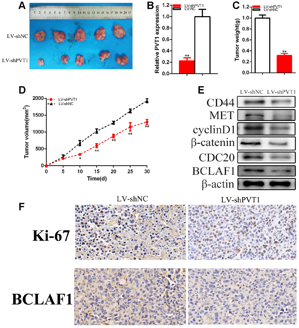 Knockdown of PVT1 suppressed BC cells tumorigenicity. Tumors collected from mice were exhibited (A). The relative expression level of PVT1 was reduced by LV-PVT1 (B). Tumor weight of LV-PVT1 or LV-shNC groups were measured (C). Tumor volume curve of LV-shPVT1 or LV-shNC groups were measured (D). Knockdown of PVT1 down-regulated BCLAF1 etc. expression (E). Knockdown of PVT1 decreased Ki-67 and BCLAF1 expression of BC cells in vivo (F). (*P 