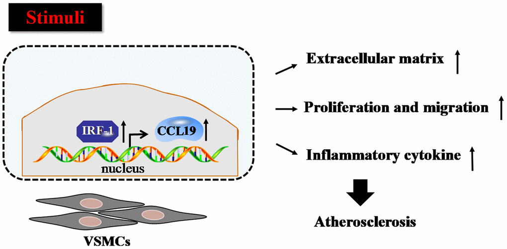 Proposed model for the mechanism that IRF-1 transcriptionally activates CCL19. IRF-1 contributed to extracellular matrix deposition, proliferation and migration, inflammatory cytokines secretion of VSMCs during atherogenesis by increasing CCL19 transcription.