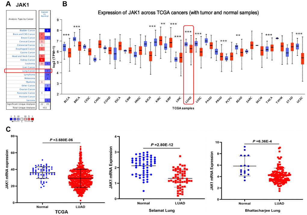 Expression level of JAK1 in different human cancers. (A) Increased or decreased expression of JAK1 in datasets of different types of cancers compared with normal tissues in the Oncomine database. (B) JAK1 expression levels in different cancers from the TCGA database detected by using the UALCAN database. Bule represents Normal, Red represents Tumor. (C) Comparison of JAK1 expression levels between LUAD tissues and corresponding normal tissues in different datasets including TCGA, Selamat lung, and Bhattacharjee lung datasets.