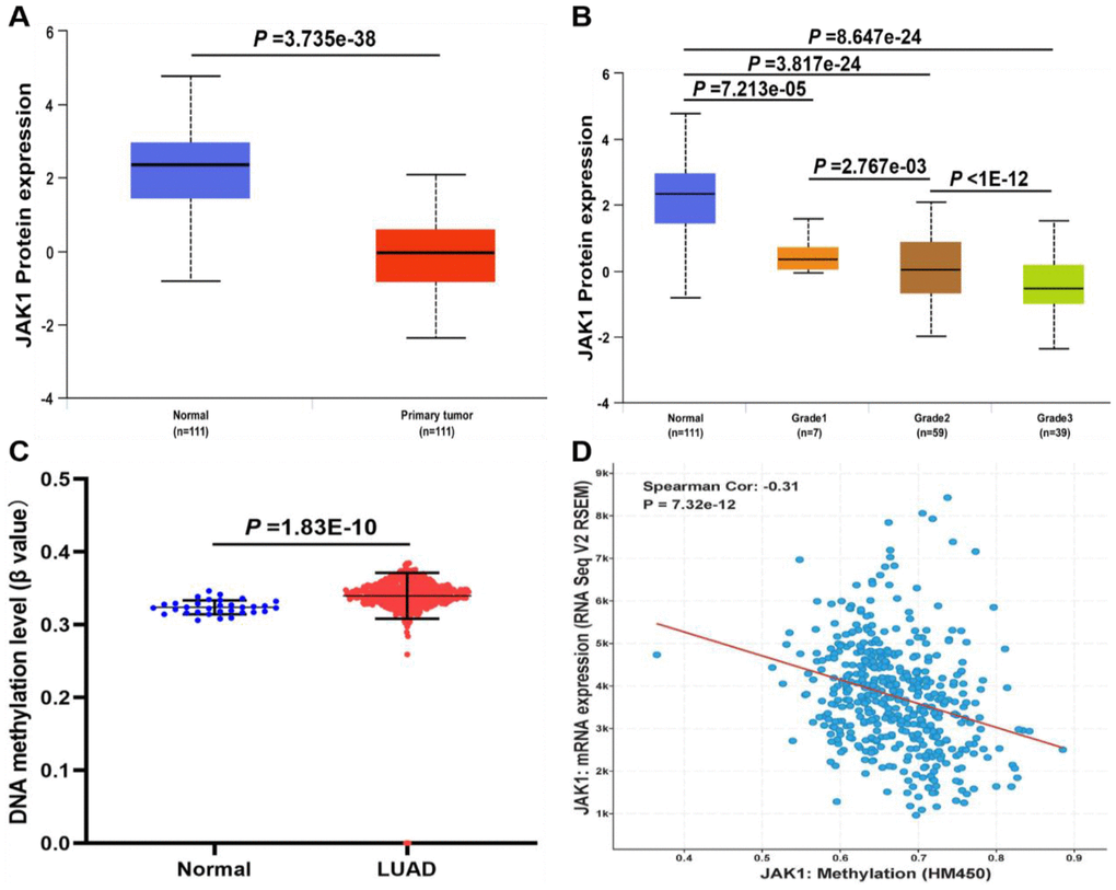 The protein expression and DNA methylation of JAK1 in patients with LUAD. (A) Protein expression levels of JAK1 in normal and LUAD samples. (B) protein expression levels of JAK1 in normal individuals or LUAD patients with tumor grade 1, 2, 3. (C) DNA methylation levels of JAK1 in normal individuals and LUAD patients. (D) correlation analysis of JAK1 mRNA expression with JAK1 methylation.