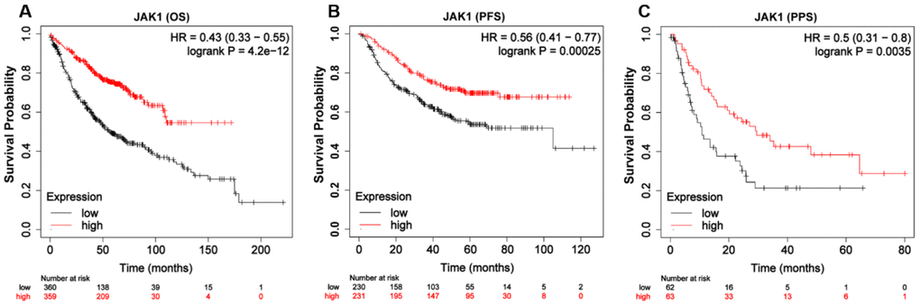Kaplan-Meier survival curves of LUAD patients according to the mRNA expression of JAK1 using Kaplan-Meier plotter tool. (A) Over survival curve of patients with LUAD base on JAK1 expression levels. (B) Progression-free survival curve of patients with LUAD base on JAK1 expression levels. (C) Post-progression survival curve of patients with LUAD base on JAK1 expression levels.