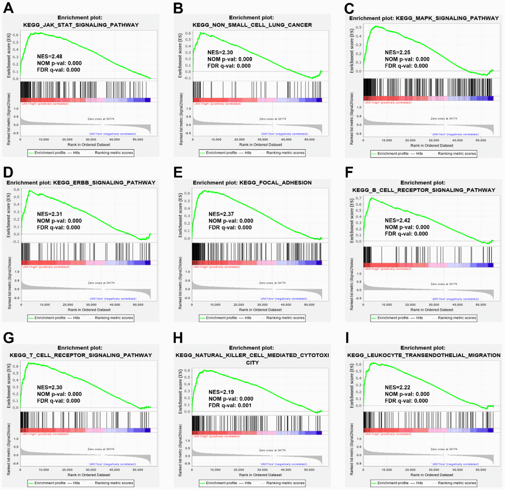 Enrichment plots from GSEA. GSEA results indicated that the JAK-STAT signaling pathway (A), the non-small cell lung cancer (B), the MARK signaling pathway (C), the ERBB signaling pathway (D), the focal adhesion, (E), the B cell receptor signaling pathway (F), the T cell receptor signaling pathway (G), the natural killer mediated cytotoxicity (H), and leukocyte transendothelial migration (I) were differentially enriched in LUAD samples with high JAK1 expression. NES, normalized enrichment score; NOM p-val, normalized P-value; FDR q-val, false discovery rate q-value; GSEA, Gene Set Enrichment Analysis.