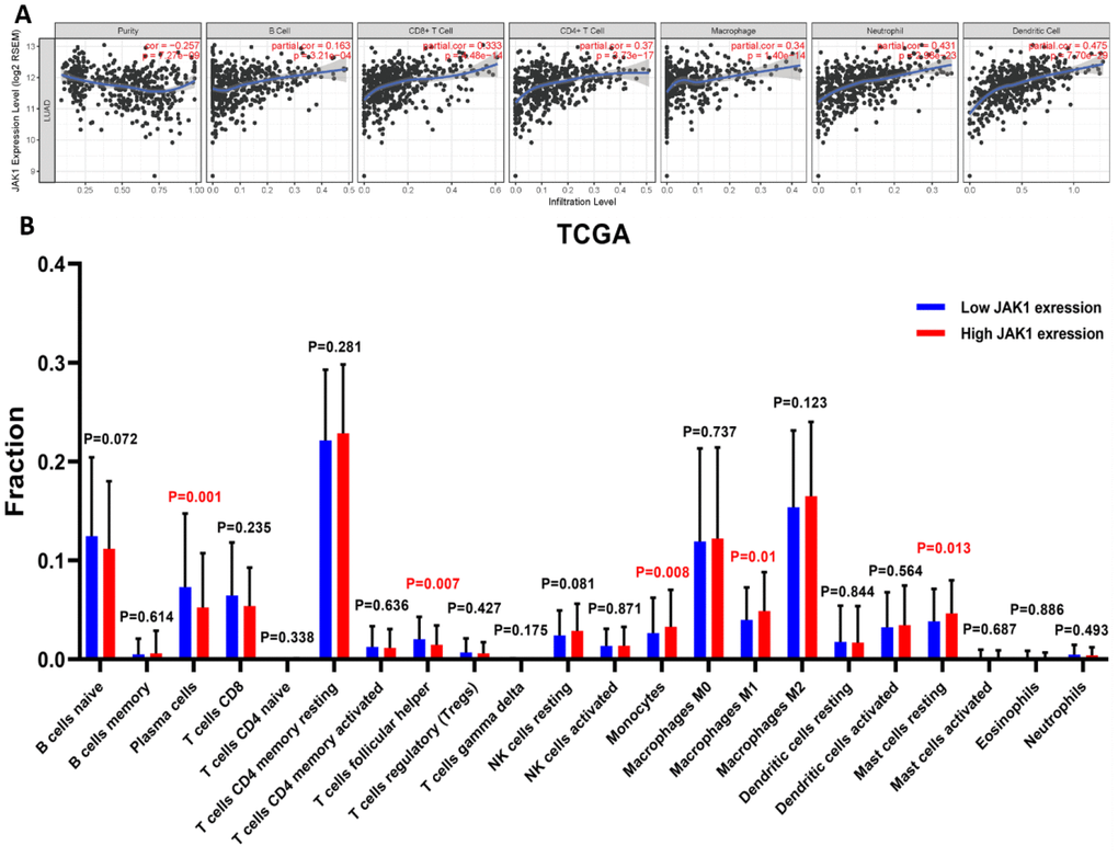 Correlation analysis of JAK1 expression with immune filtration level in patients with LUAD using TIMER and CIBERSORT databases.(A) JAK1 correlation with tumor purity, B cell, CD8+ T cell, CD4+ T cell, macrophage, neutrophil, dendritic cell in LUAD. (B) Proportions of the 22 tumor-infiltrating immune cell types in high and low JAK1 expression groups.