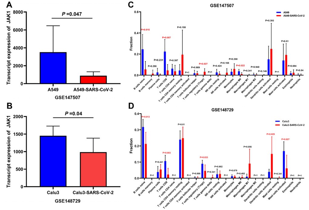 Analysis of the JAK1 expression and immune cells proportion in LUAD cell lines with SARS-CoV-2 infection. (A) JAK1 expression in A549 cells and A549 cells with SARS-CoV-2 infection in GSE147507. (B) JAK1 expression in Calu3 cells and Calu3 cells with SARS-CoV-2 infection. (C) Proportions of the 22 tumor-infiltrating immune cell types in A549 cells with and without SARS-CoV-2 infection. (D) Proportions of the 22 tumor-infiltrating immune cell types in Calu3 cells with and without SARS-CoV-2 infection.