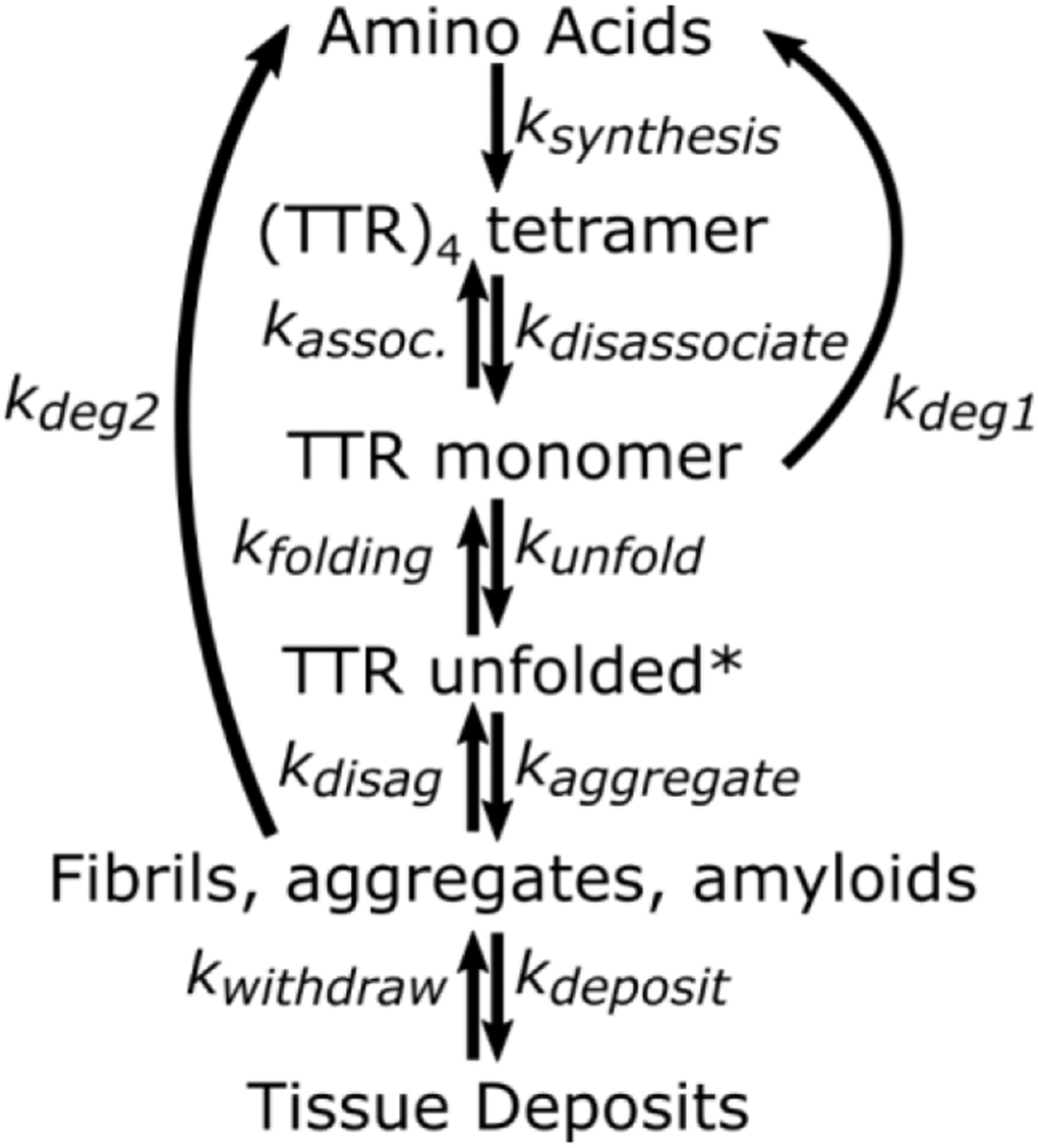 Minimal kinetic mechanism for TTR homeostasis. TTR unfolded* is a transient intermediate that may not accumulate to a measurable degree. It is assumed that degradation of fibrils and aggregate is negligible compared to degradation of monomer (kDeg2Deg1).