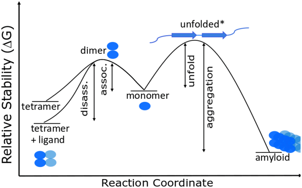 Gibbs energy diagram for dissociation/association reactions of TTR.