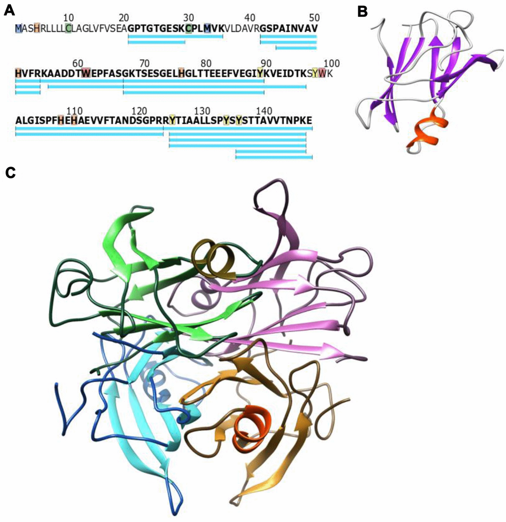 (A) Canonical WT TTR sequence, peptides frequently observed in mass spectrometry experiments are shown in blue. Highlighted residues have published chemical modifications that could serve as fold-stability markers (B) The TTR monomer folds into two discrete beta sheets and a small alpha helix (PDB structure 1BZE) (C) The consensus model of the tetramer has four monomers (each in a different color) interacting along the edges of the beta sheets which would stabilize the protein structure in these regions (Model incorporates PDB 1BZE and 1BZ8).