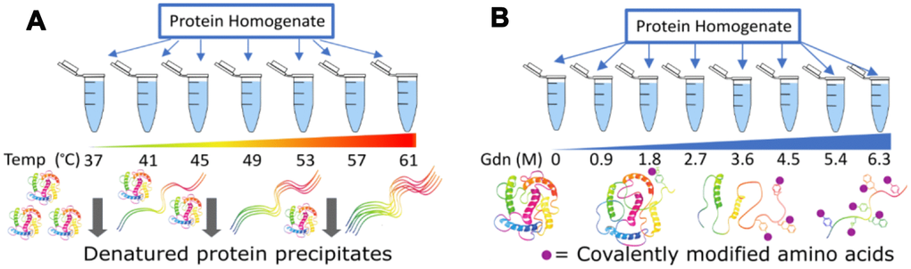 Two methods to measure protein structure stability via mass spectrometry. In (A) concentration of the remaining soluble protein is measured, while in (B) the relative amount of modification for amino acid side chains is the reporter.