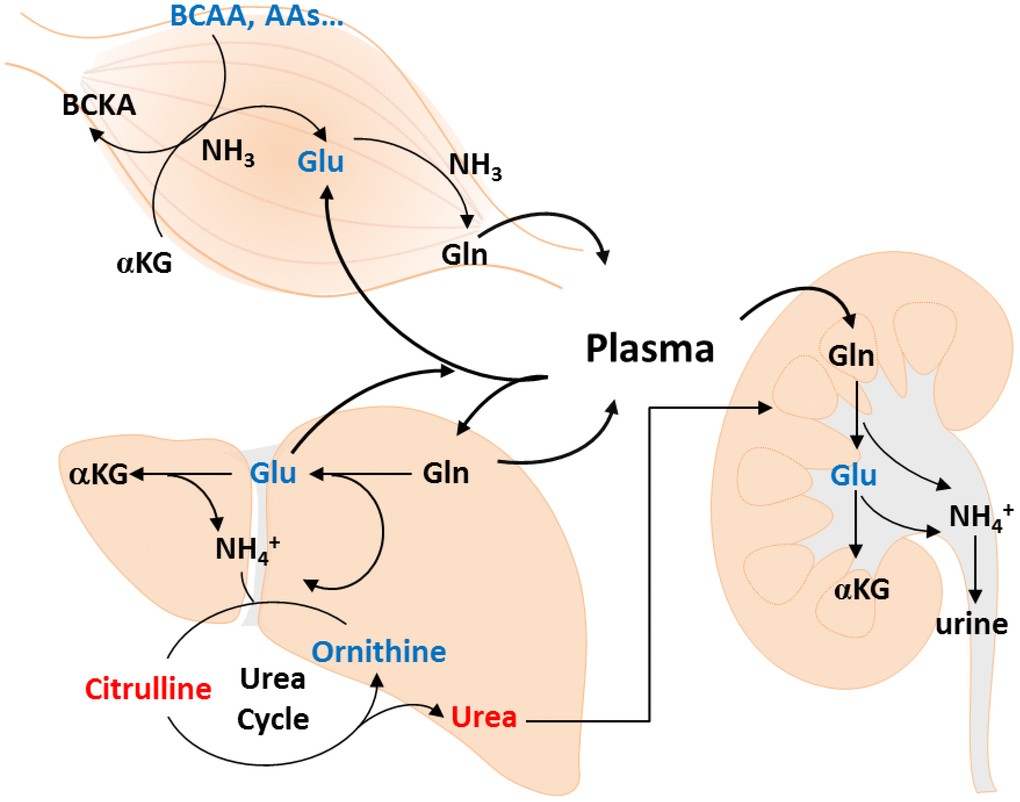 Metabolic changes of muscle loss in Taiwanese elderly population. Metabolic changes are mapped to pathways involved in amino acid catabolism, urea cycle, ornithine-proline-glutamate pathways, transamination, and glutaminolysis.