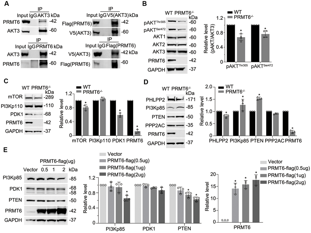 Genetic depletion of PRMT6 results in AKT dephosphorylation via impairment of PI3K-AKT signaling. (A) BEAS-2B cell lysates were immunoprecipitated with PRMT6 or AKT3 antibody, and the immunoprecipitates were analyzed with AKT3 and PRMT6 immunoblotting as indicated (left two panels). pcDNA3.1D-PRMT6-FLAG and pcDNA3.1D-AKT3-V5 plasmids were co-transfected into BEAS-2B cells. After 48h of transfection, cell lysates were immunoprecipitated with FLAG or V5 antibody, and the immunoprecipitants were analyzed with V5 and FLAG immunoblotting as indicated (right two panels). (B) PRMT6 CRISPR/Cas9 KO plasmid and HDR plasmid were applied to establish stable PRMT6 gene knockout BEAS-2B cell line. The knockout efficiency was determined by immunoblotting. The cell lysates of wild type (WT) and PRMT6 stable knockout BEAS-2B cell (PRMT6-/-) were applied for pAKTThr305, pAKTSer472, AKT isoforms 1, 2, 3 and PRMT6 immunoblotting (left panel). Plotted densitometry results of the pAKTThr305 and pAKTSer472 in WT and PRMT6 knockout group were presented (right panel). (C,D), Cell lysates of WT and PRMT6-/- BEAS-2B cells were collected and immunoblotted with indicated antibodies. At the right panel of each figure, the plotted densitometry results were presented. (E) pcDNA3.1D-His-V5 control plasmid (Vector) and pcDNA3.1D-PRMT6-V5 plasmids were delivered into BEAS-2B cells via electroporation. After 48h, the cell lysates were collected and immunoblotted with indicated antibodies. The plotted densitometry of PI3Kp85, PDK1, PTEN and PRMT6 were presented (middle and right panel). Values represent mean ± SD and “*” denotes p n=3 experiments.