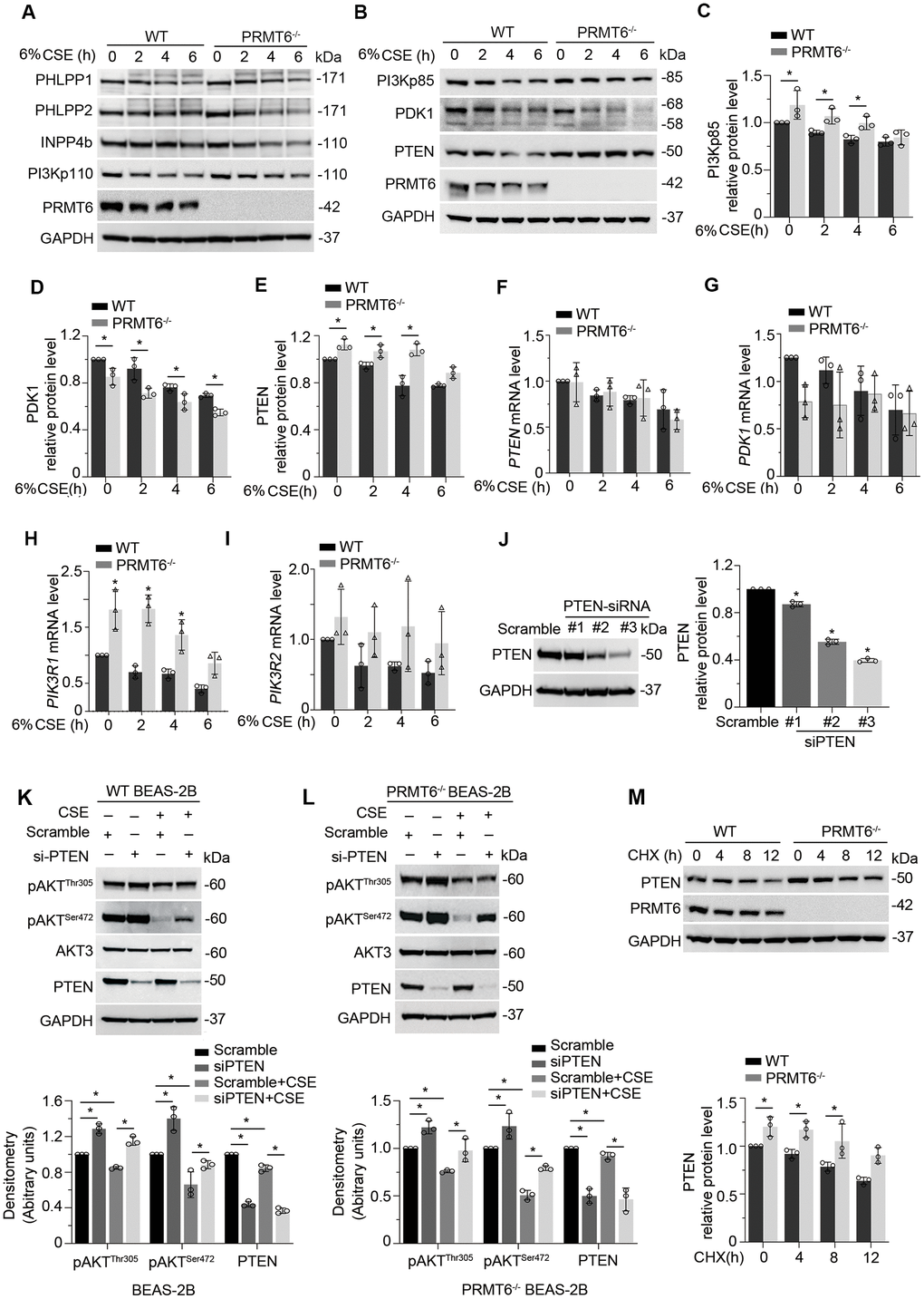 CSE suppresses AKT phosphorylation via PRMT6/PTEN signal transduction. (A, B) WT and PRMT6-/- BEAS-2B cells were treated with CSE at 2, 4, 6h. Western blotting was performed to detect the protein level of PHLPP1, PHLPP2, INPP4b, PI3Kp110, PI3Kp85, PDK1, PTEN, PRMT6 and GAPDH. (C–E) The plotted densitometry results of PI3Kp85, PDK1 and PTEN protein expression were presented. (F–I) WT and PRMT6-/- BEAS-2B cells were treated with CSE for 2, 4, 6h. qRT-PCR was performed to detect the mRNA level of PTEN, PDK1, PIK3R1 and PIK3R2. Results of qRT-PCR were shown as mean ± SD and representative of n=3 experiments. (J) Scramble siRNA and three kinds of double strands PTEN-siRNA were transfected into BEAS-2B separately. PTEN expression was detected by western blotting after transfection of PTEN-siRNA for 72hrs. Plotted PTEN protein level was presented in the right panel. (K, L) PTEN expression was silenced by DsiRNA in wild type and PRMT6 KO BEAS-2B cells. Western blotting was used to assay the AKT phosphorylation level. Representative blots of PTEN and PRMT6 were shown. (M) Cycloheximide (CHX, 100ug/ml) was applied to WT and PRMT6-/- BEAS-2B cells for 0, 4, 8, 12h. Densitometric results of PTEN and PRMT6 blots were plotted (lower panel). Results were representative of n=3 experiments. Statistics were measured by 1-way and 2-way ANOVA, *: p 