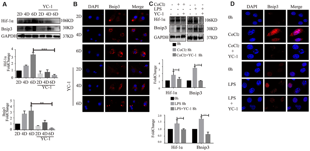 Inhibition of Hif-1 suppressed increased expression of Bnip3 in activated hepatic stellate cells. Culture-activated primary HSCs from mice were cultured up to 2 days, 4 days or 6 days and Hif-1 chemical inhibitor YC-1 (50 μM) was added as cells were cultivated to 2 days. (A) Cell lysates were subjected to detect Hif-1α and Bnip3 with Western blot. Densitometric analysis was performed and data were expressed as mean ± SD, *P P P B) Immunofluorescence assay was performed to detect Bnip3 (Cy3) by confocal microscopy. (C) LX-2 cells were stimulated by 100 μM CoCl2 or 2 μg/ml LPS either alone or after YC-1 pre-treatment (50 μM). Cell lysates were subjected to detect Hif-1α and Bnip3 with Western blot. Densitometric analysis was performed and data were expressed as mean ± SD, *P P P D) Immunofluorescence assay was performed to detect Bnip3 (Cy3) by confocal microscopy.