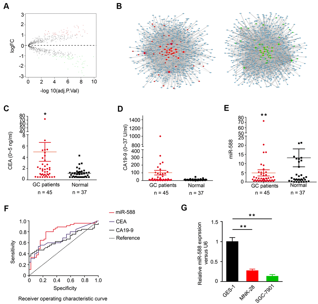 Expression of miR-588 in TCGA database and serum of GC patients. (A) Volcano map of the differential expression of miRNAs in gastric cancer. (B) The miRNA-mRNA network; green diamonds are downregulated miRNAs. (C, D) Expression of CEA and CA 19-9 was higher in GC (n = 45) compared to normal samples (n = 37). (E) miR-588 expression was low in serum of GC patients. (F) Receiver operating characteristic (ROC) curves of miR-588, CEA, and CA 19-9. (G) RT-PCR analysis of miR-588 expression relative to control U6+ expression in GES-1, MNK28, and SGC7901 cells.