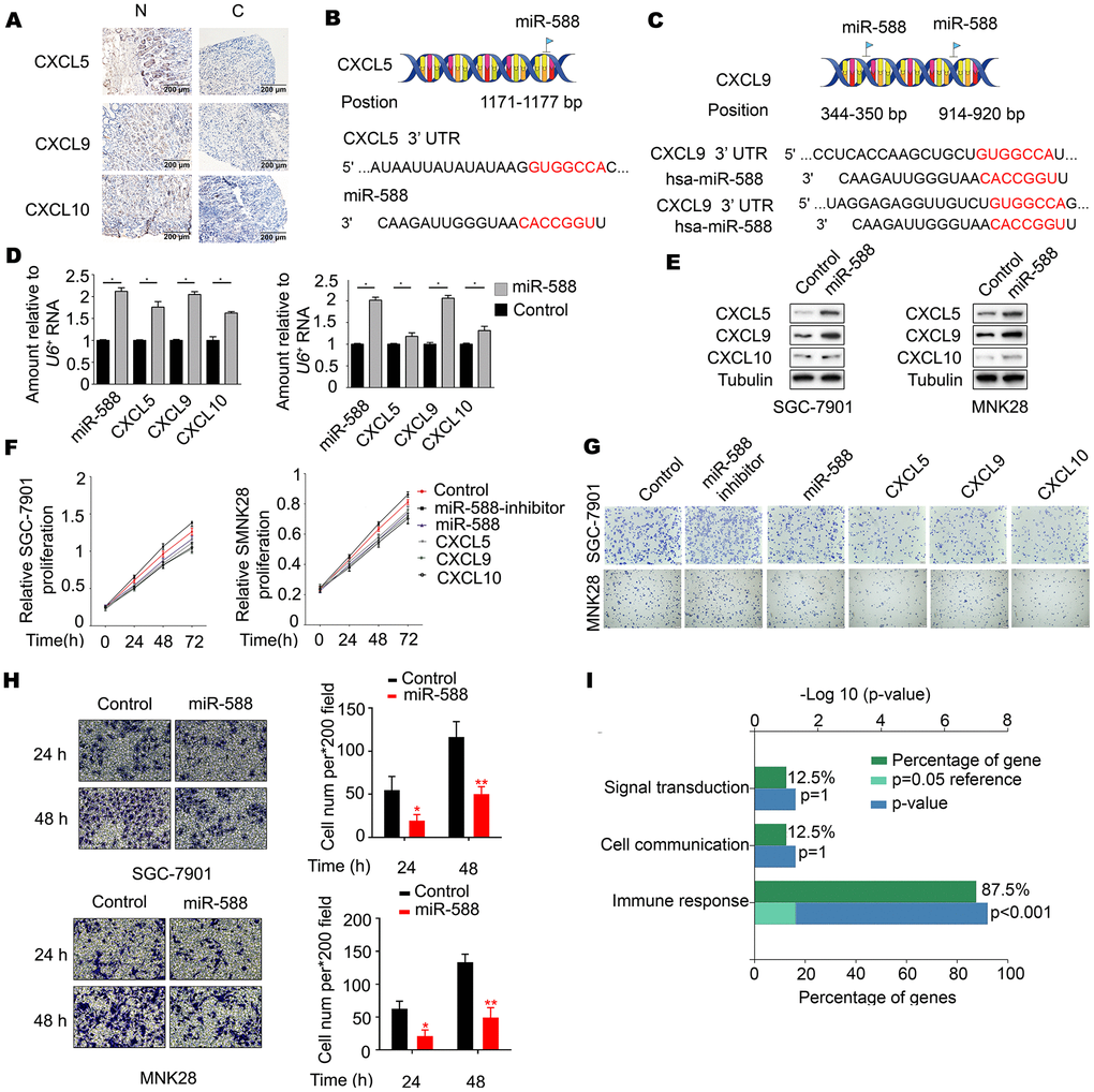miR-588 as a novel regulator of CXCL5, CXCL9, and CXCL10 expression. (A) Immunohistochemistry of CXCL5, CXCL9, and CXCL10 expression in gastric tumors and corresponding nontumor adjacent gastric tissues. (B, C) Possible binding sites between miR-588 and CXCL5 and between miR-588 and CXCL9. (D) RT-PCR analysis of CXCL5, CXCL9, and CXCL10 mRNA relative to a control U6+. The relative level in MNK28 and SGC7901 cells was arbitrarily designated as 1. Each column represents the mean±SD from three biologic repeats. (E) Expression of CXCL5, CXCL9, and CXCL10 was examined using western blot analysis after overexpression of miR-588. (F) The cell viability inhibitory rate was determined using an MTT assay. MNK28 and SGC7901 cells were transfected with GV268-miR-588. (G) Crystal violet assay was performed to test cell growth after 48 hours of increased expression of miR-588, CXCL5, CXCL9, and CXCL10 in gastric cancer cells. (H) Metastatic capacity of MNK28 and SGC-7901 cells after 24 and 48 hours of increased expression of miR-588. (I) CXCL5, CXCL9, and CXCL10 focus on the immune response.